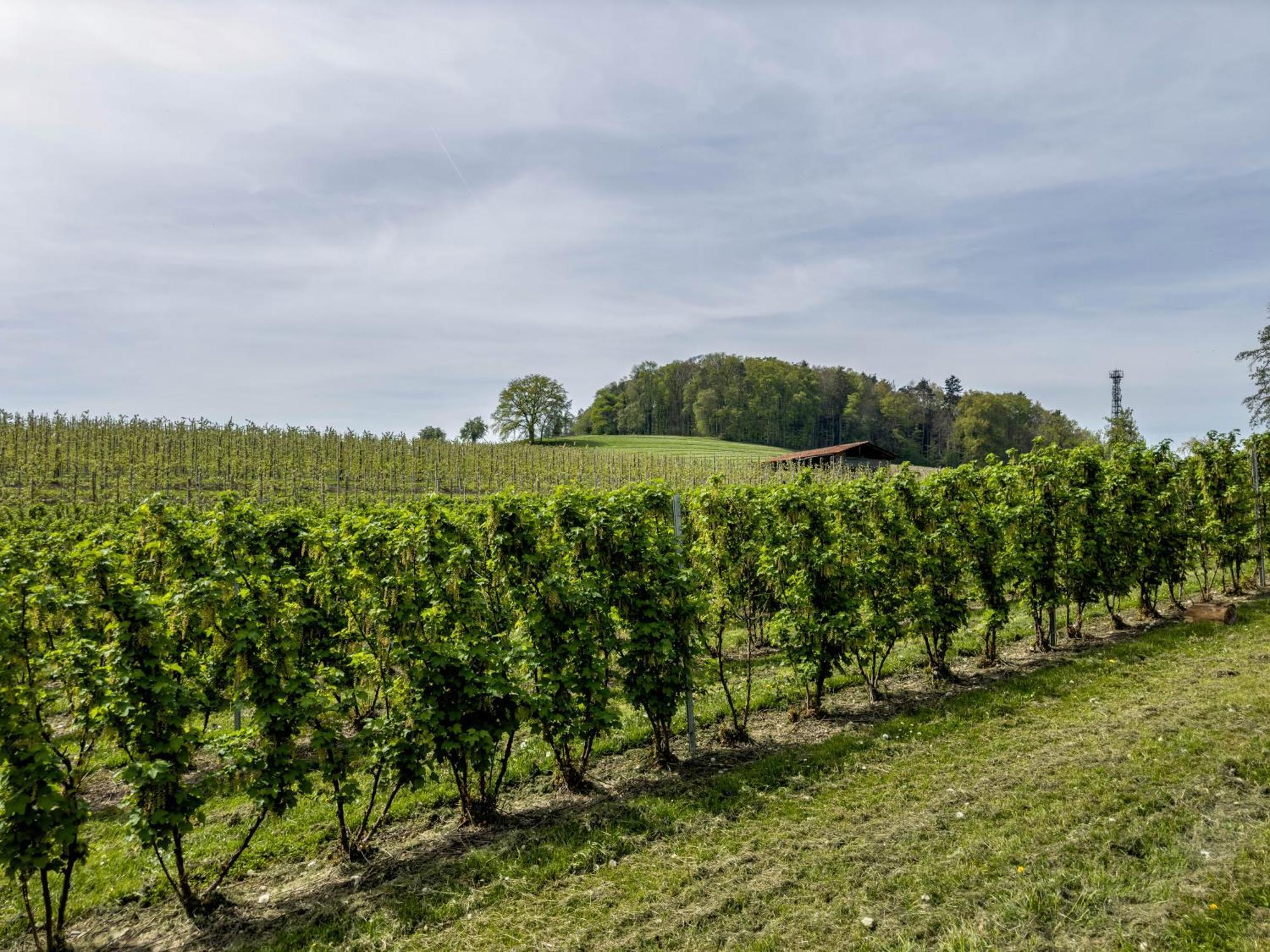 Ferienwohnung Lang Kressbronn am Bodensee Buitenkant foto
