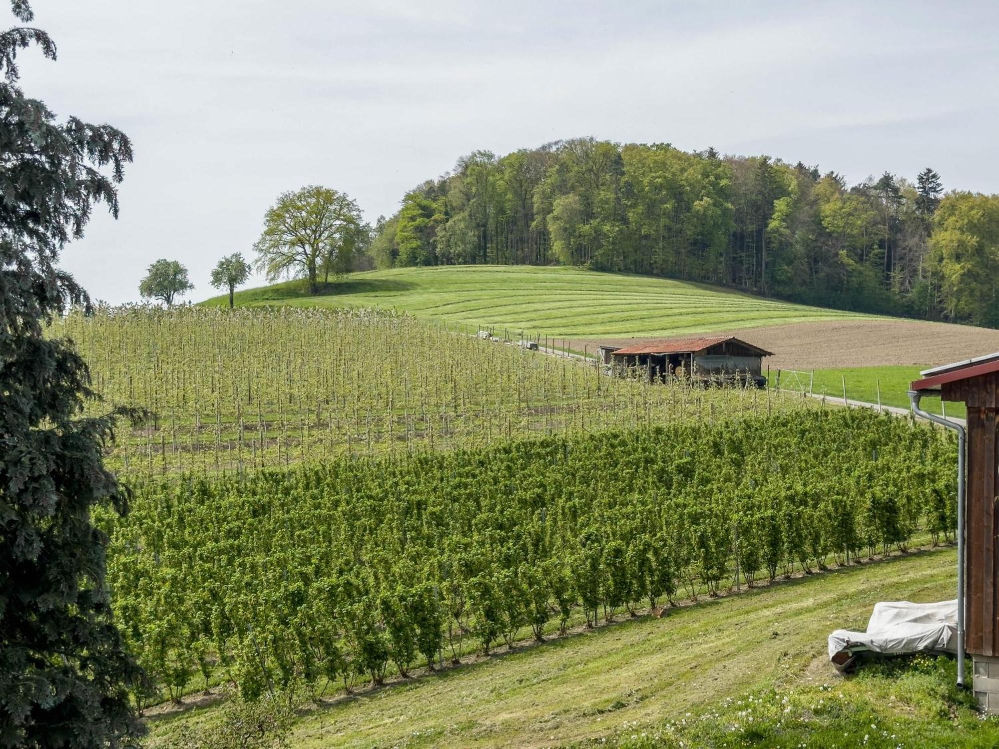 Ferienwohnung Lang Kressbronn am Bodensee Buitenkant foto