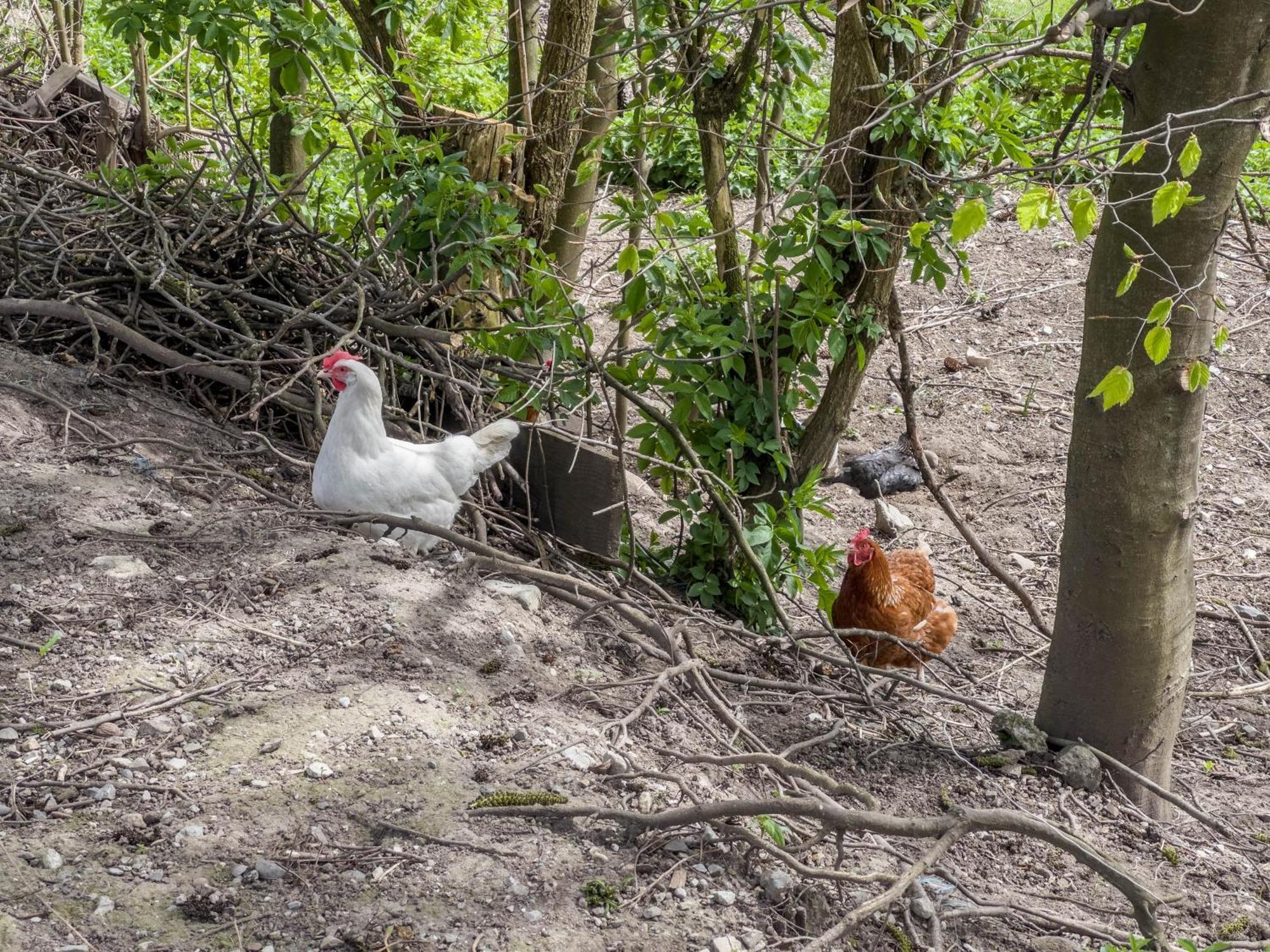 Ferienwohnung Lang Kressbronn am Bodensee Buitenkant foto